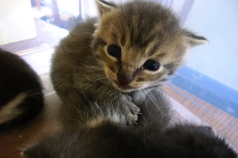 A small tabby kitten staring at the camera