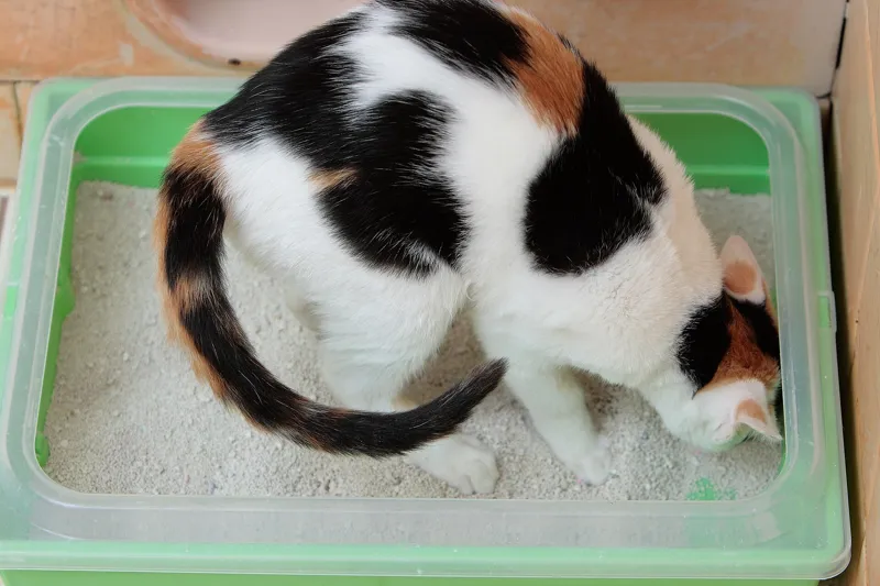 A calico kitten sitting in a green litter box