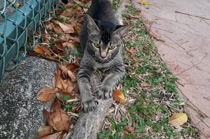 A tabby cat lying on fallen leaves beside a garden path