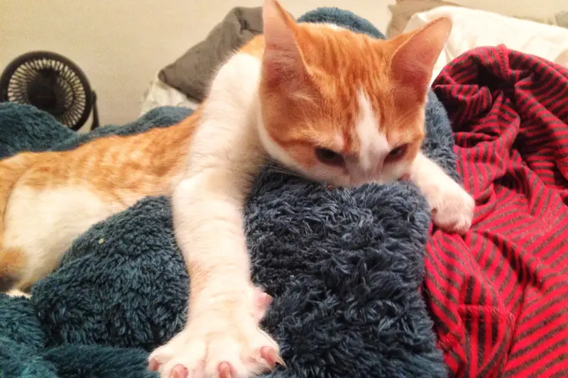An orange kitten stretching across a soft blanket