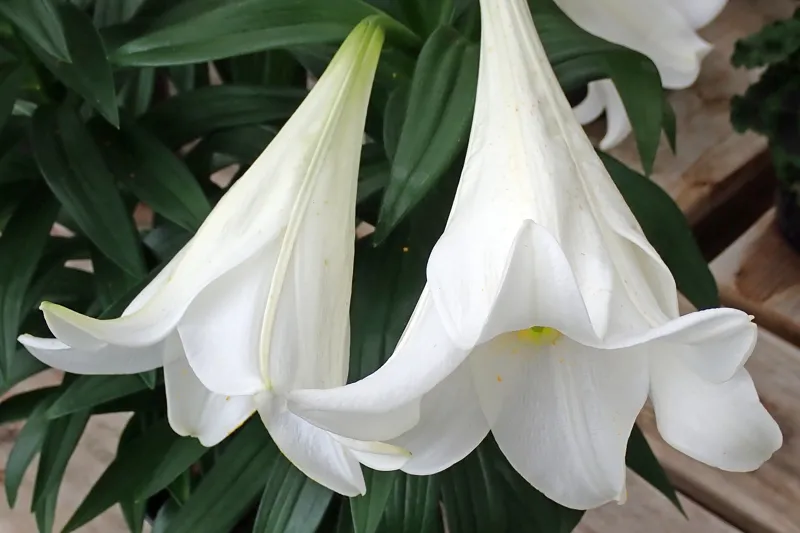 White Easter lily flowers in bloom