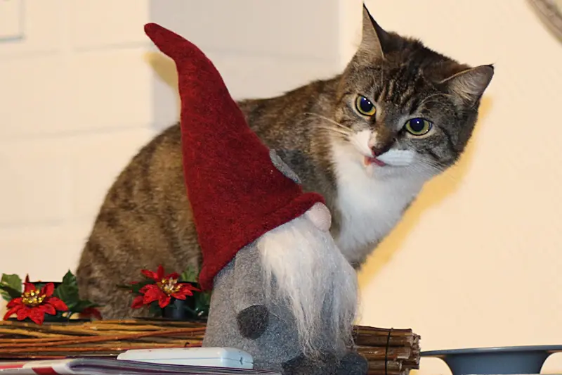 A tabby cat in a red holiday hat sitting by a little gnome figure