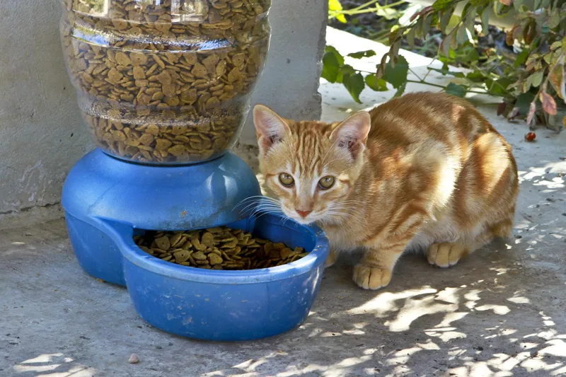 An orange cat crouched beside a blue food bowl outdoors