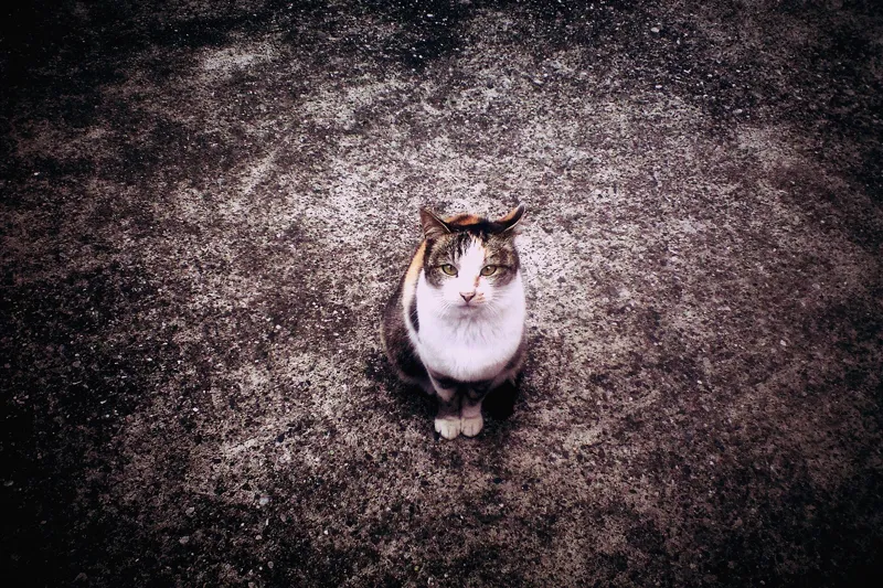 A calico cat sitting on a dark rug looking up