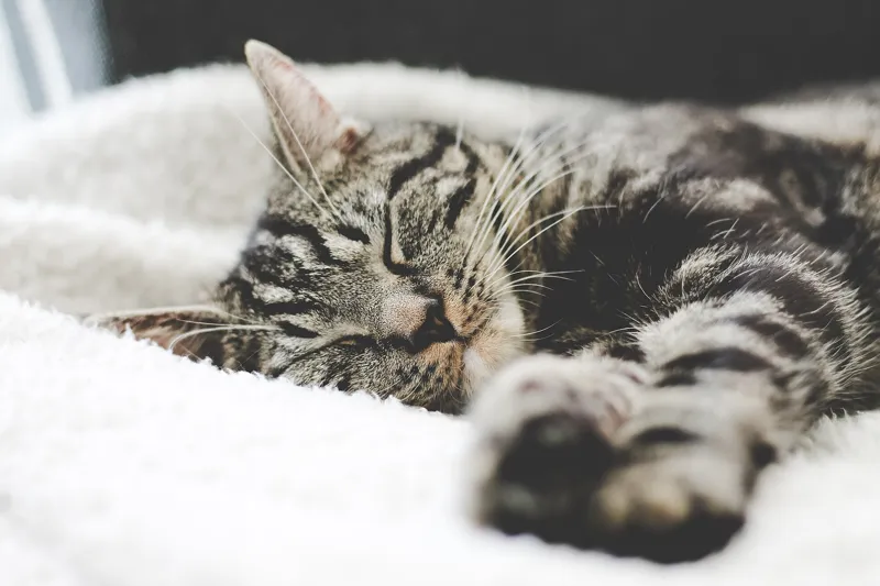 A tabby cat dozing on a fluffy white blanket