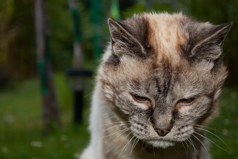 A calm older tabby cat resting with eyes half closed