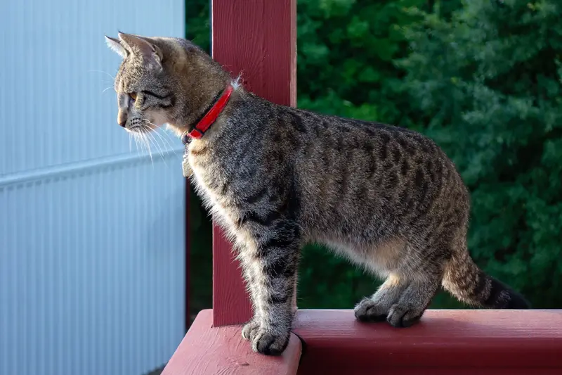 A tabby cat with a red collar on a porch rail