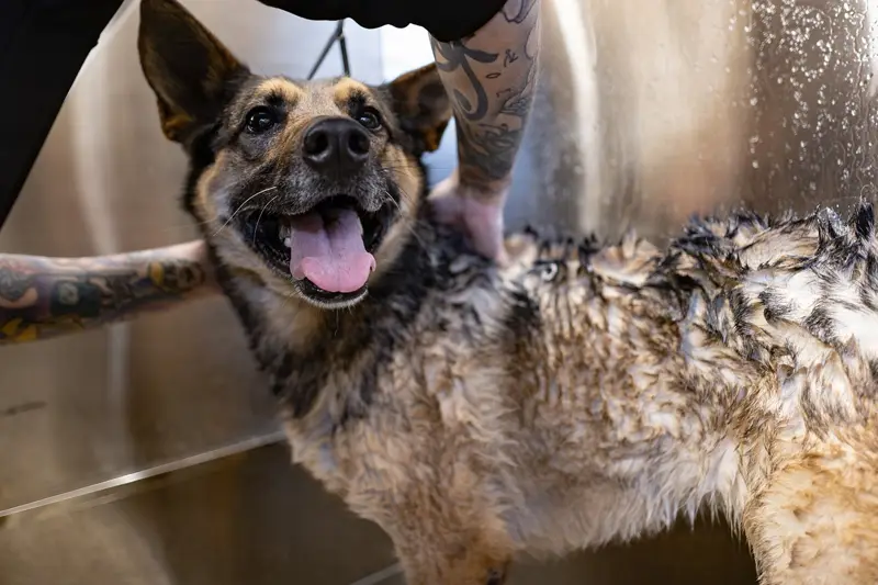 A happy wet shepherd dog during a bath