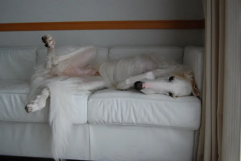 A white dog stretched out asleep on a white couch