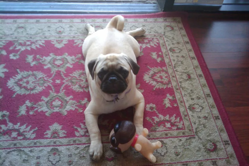 A pug sitting on a red patterned rug with a toy