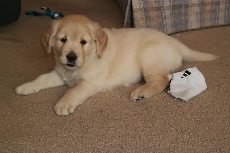 A golden retriever puppy lying on the carpet at home