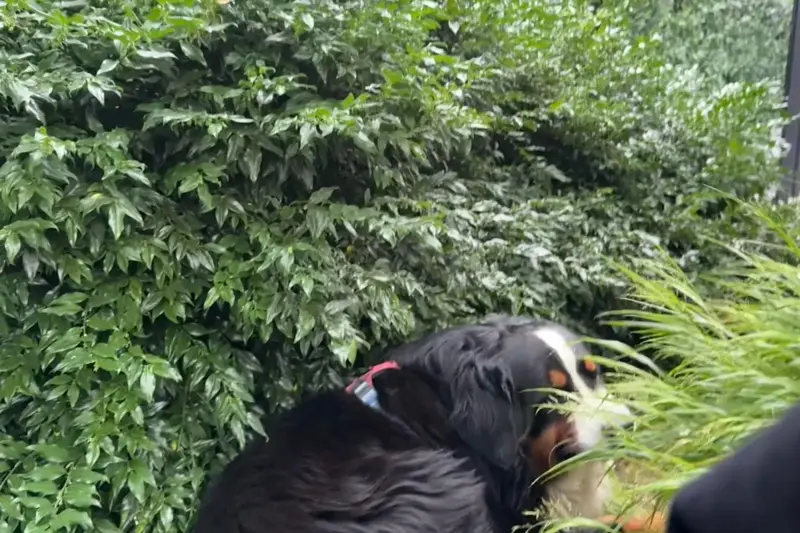 A Bernese Mountain Dog nibbling grass in a garden
