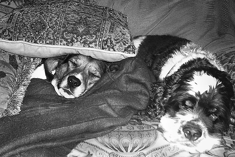 Two dogs resting under a blanket on a bed