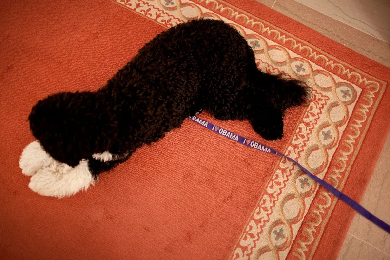 A black and white dog lying on an orange rug