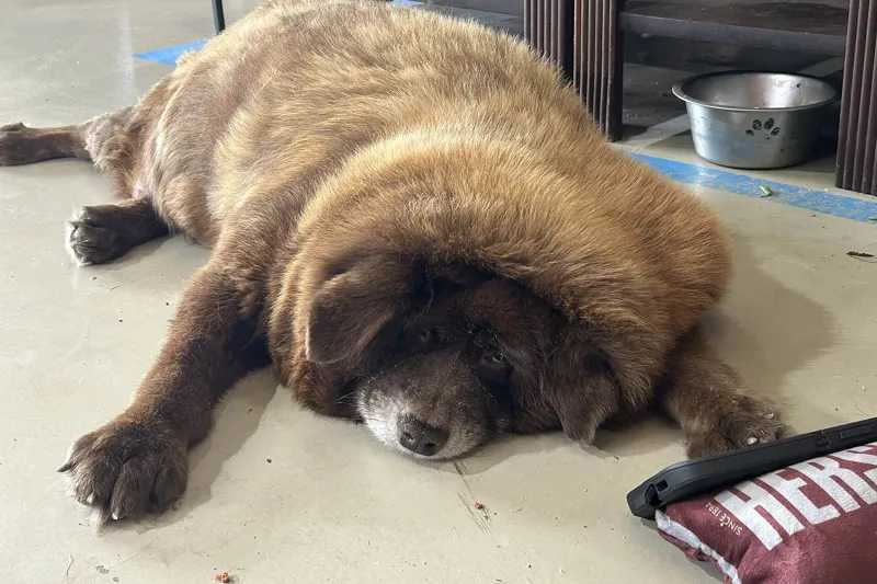 A fluffy brown dog sleeping on a kitchen floor