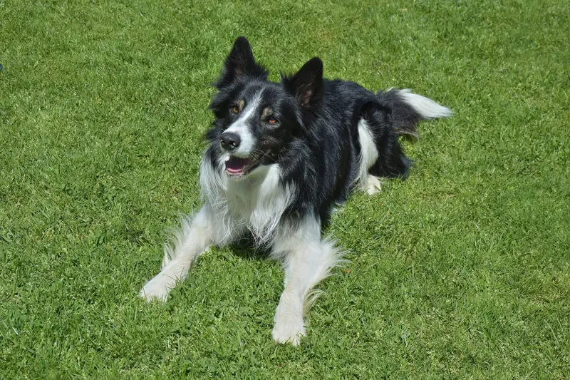 A border collie lying on green grass