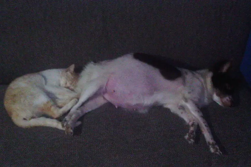 A cat and a dog sleeping side by side