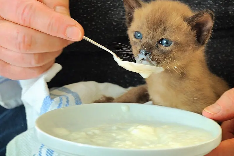 A kitten being offered food from a spoon