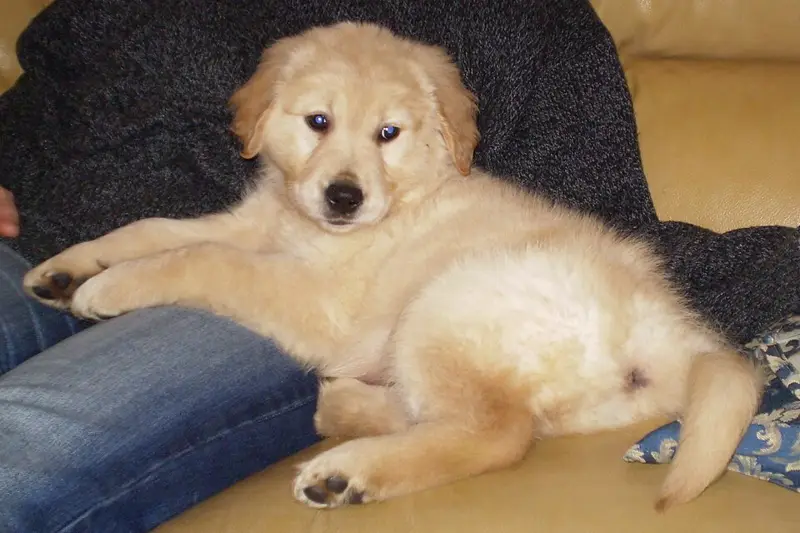A golden retriever puppy relaxing on a couch